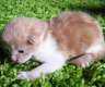 Maine Coon Kitten
